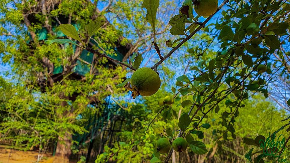 Yala Beddegama Eco Hotell Kataragama Exteriör bild