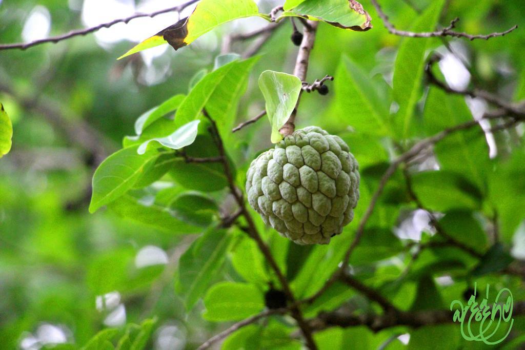 Yala Beddegama Eco Hotell Kataragama Exteriör bild