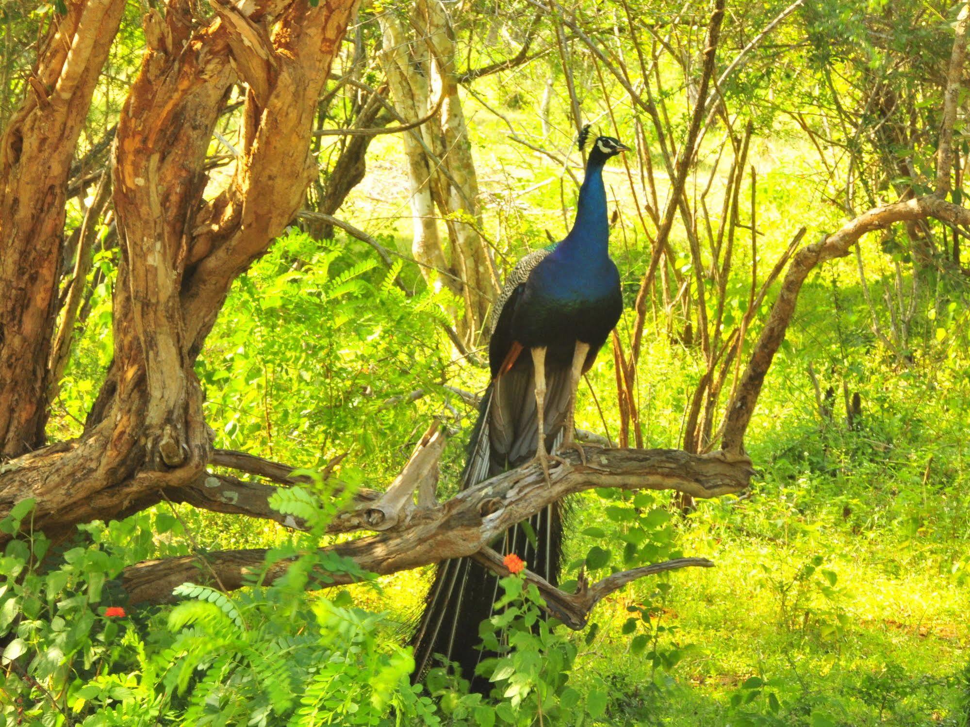 Yala Beddegama Eco Hotell Kataragama Exteriör bild